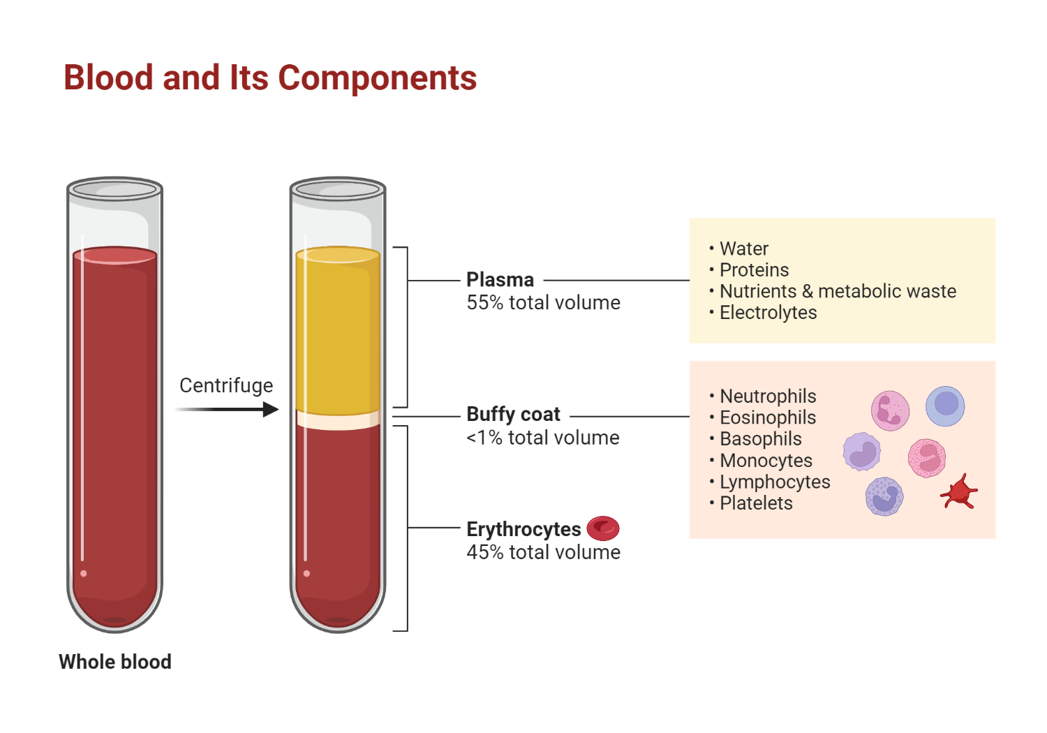 Components of blood