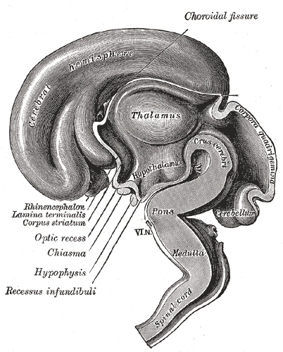 Embryonic development of the hypothalamus. By Henry Vandyke Carter - Henry Gray (1918) Anatomy of the Human Body