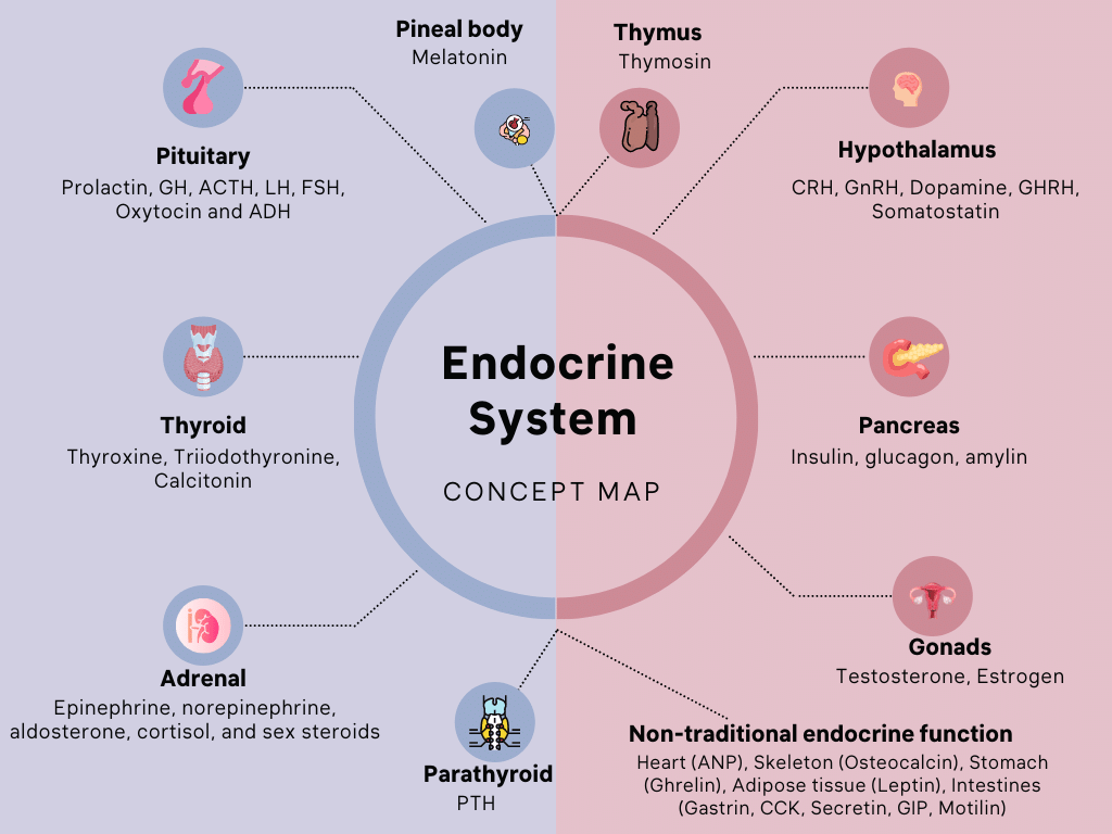 Endocrine System Concept Map My Endo Consult