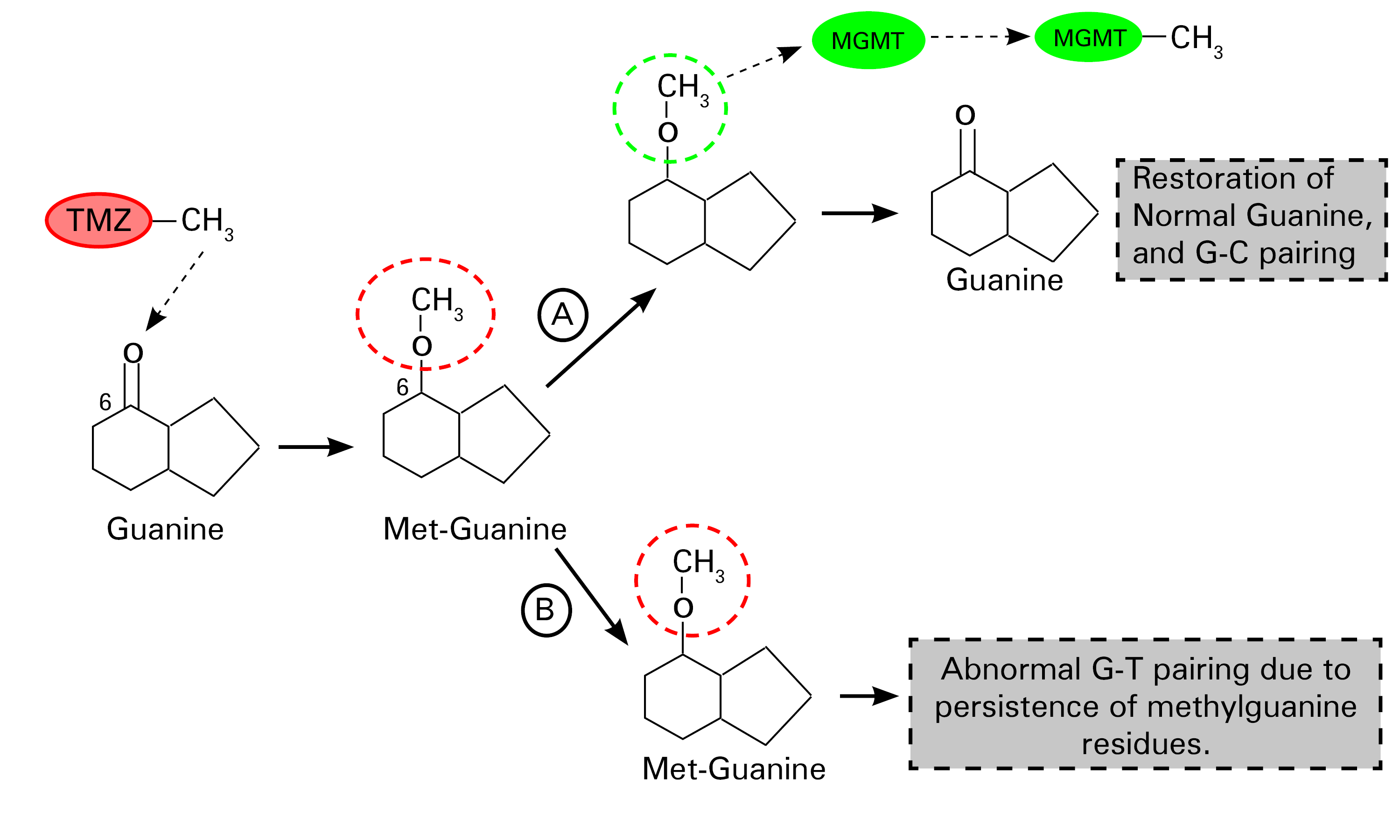 Schematic representation of the mechanism of action of temozolomide. 