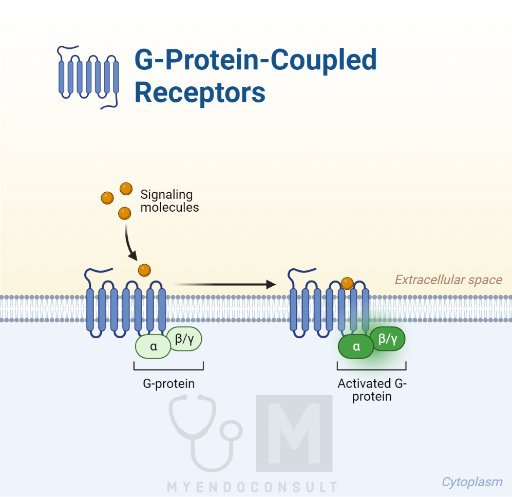 G protein coupled receptors