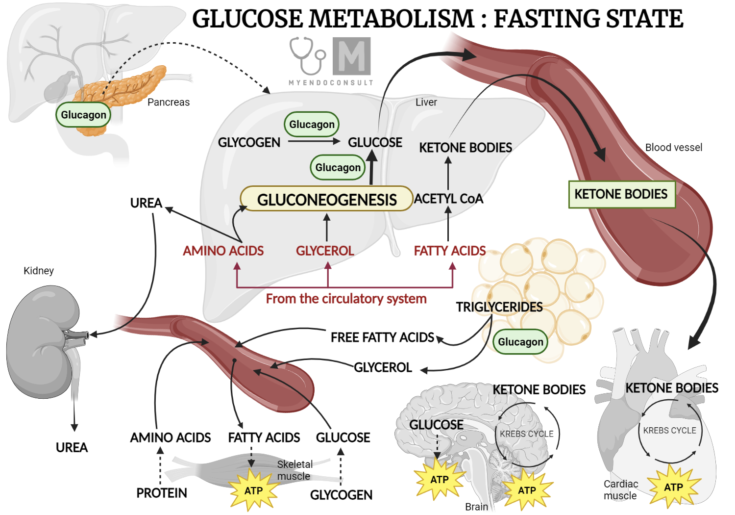 Role of glucagon in glucose metabolism (fasting state)