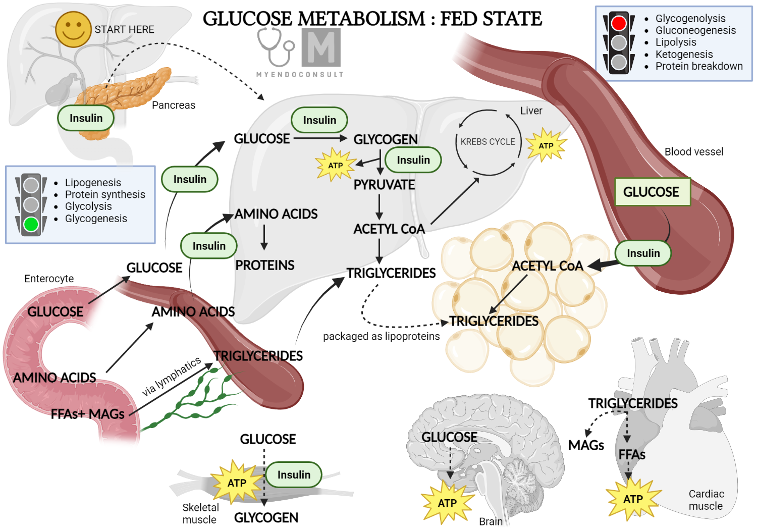 Glucose Metabolism Fed State