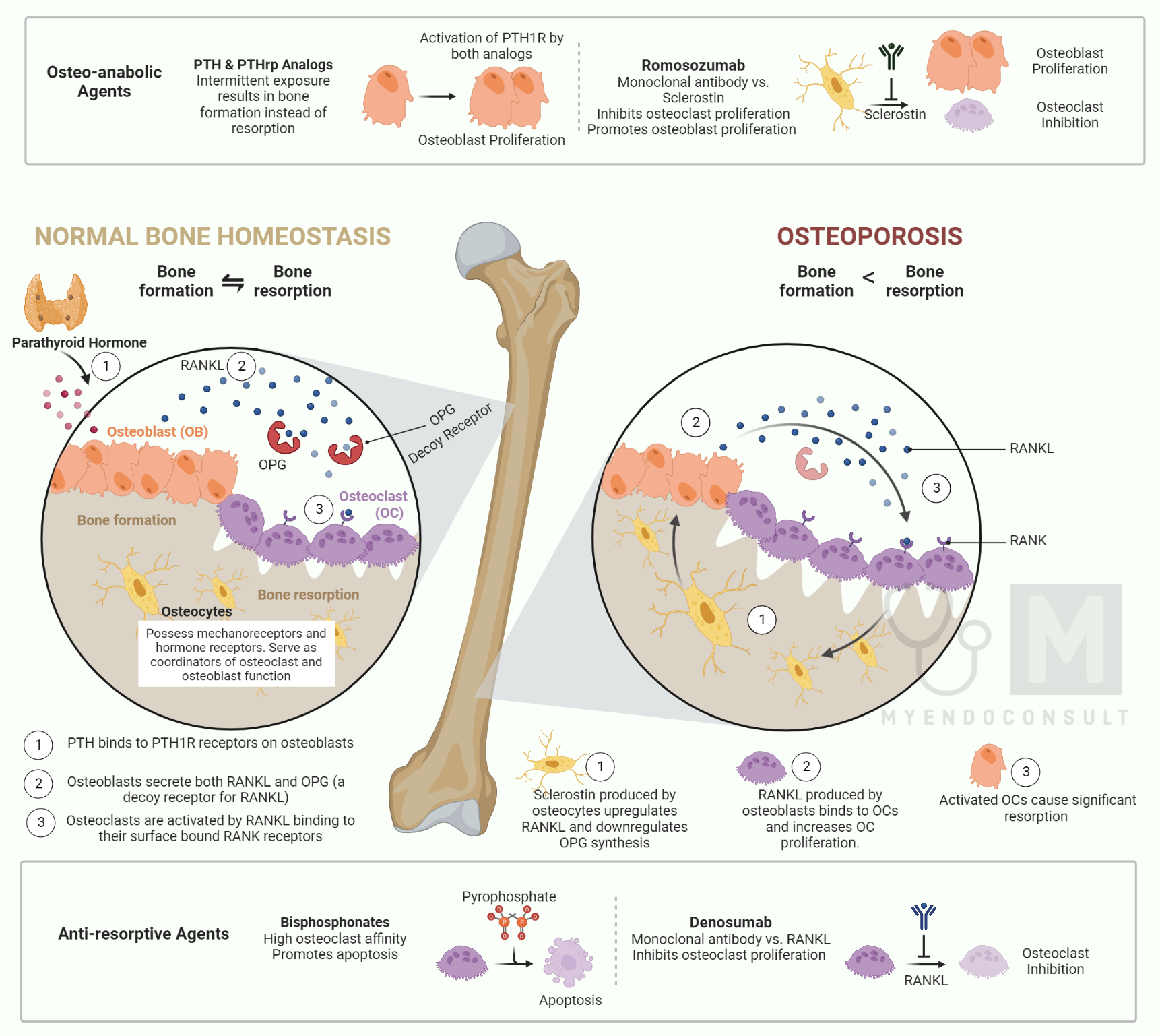 Osteoporosis and mechanism of action of drugs infographic