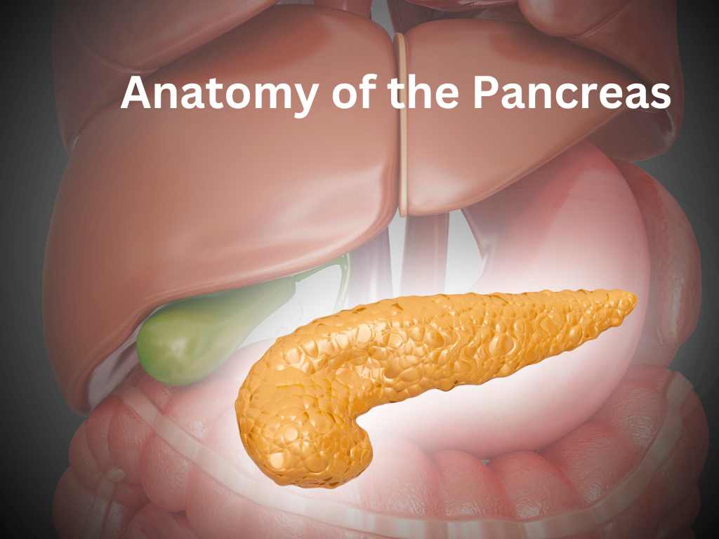 real pancreas