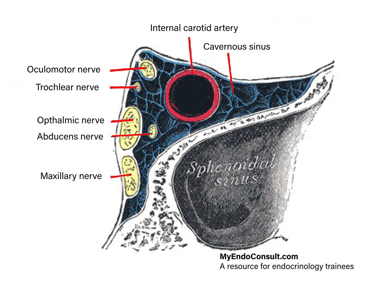 Anatomic components of the cavernous sinus