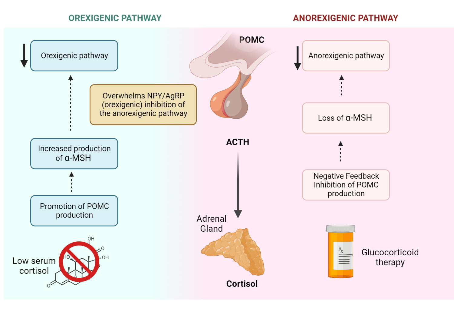 Figure 2.0 Comparison of the effects of exogenous steroids and Addison’s disease on the anorexigenic and orexigenic pathways, respectively
