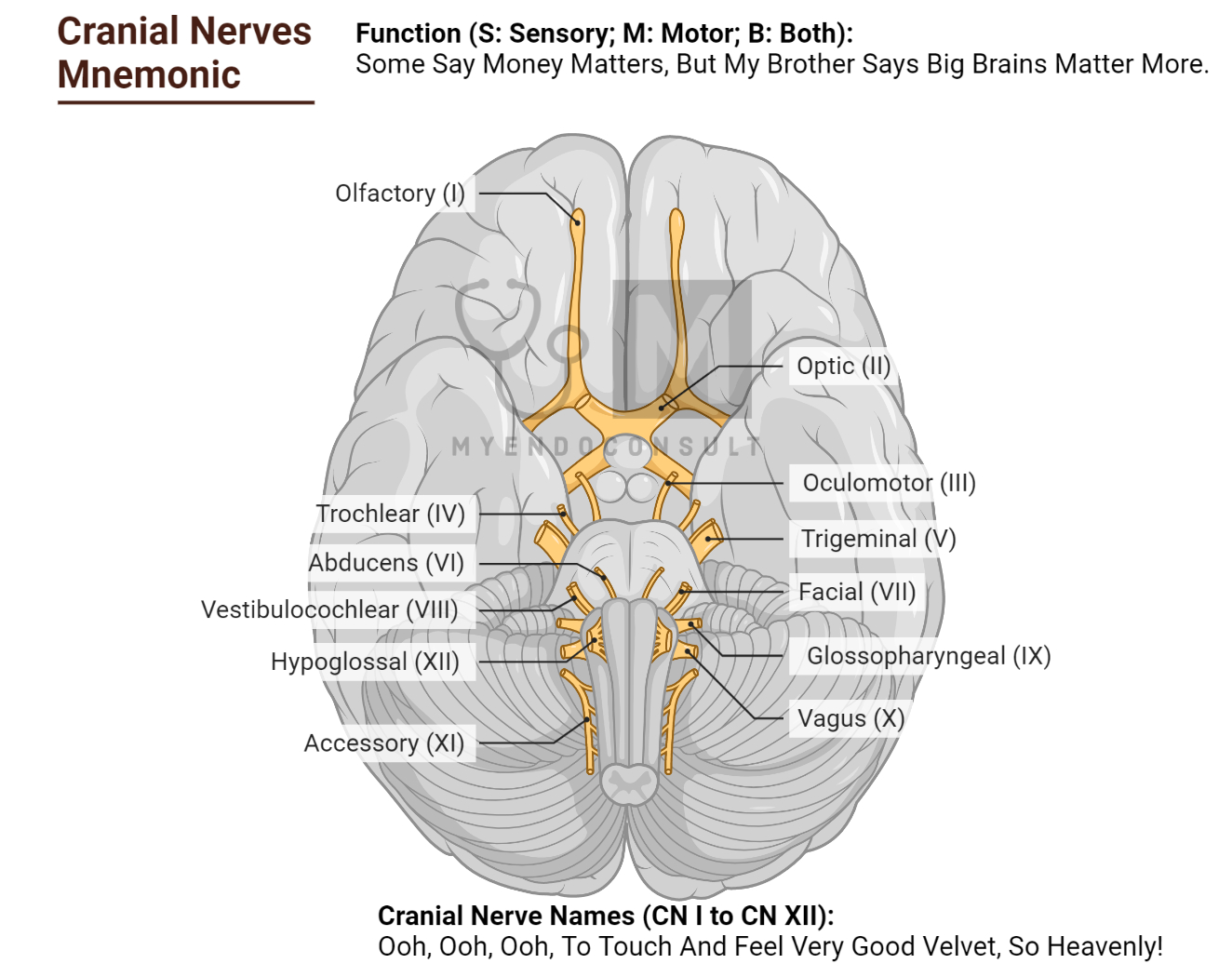 Anatomy of the trigeminal nerve (CN V): Video