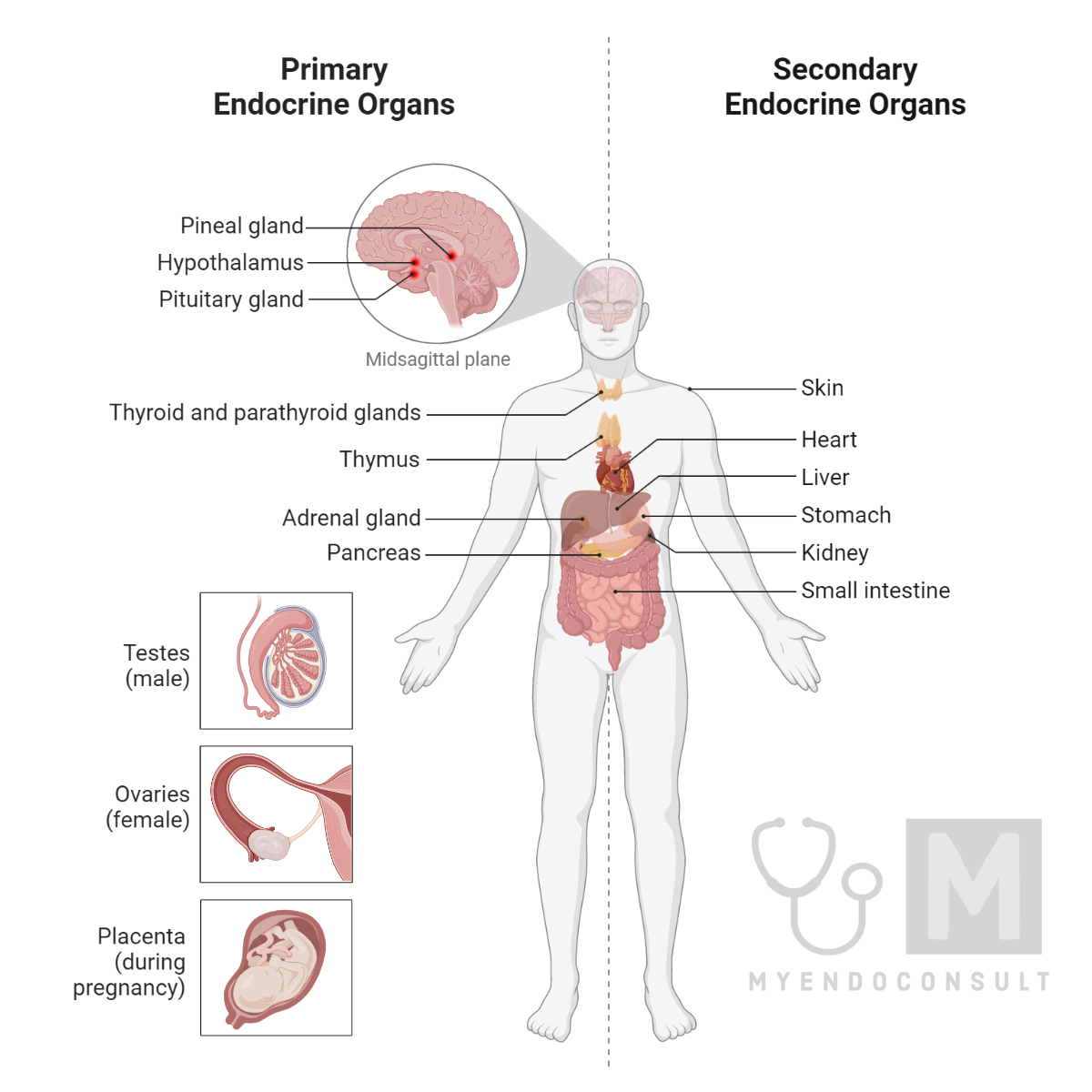 Endocrine And Nontraditional Glands 