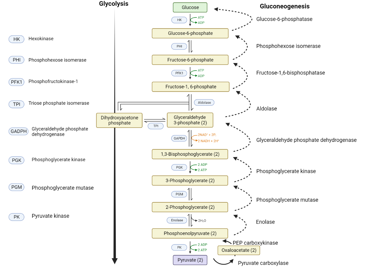 Comparison of glycolysis and gluconeogenesis.