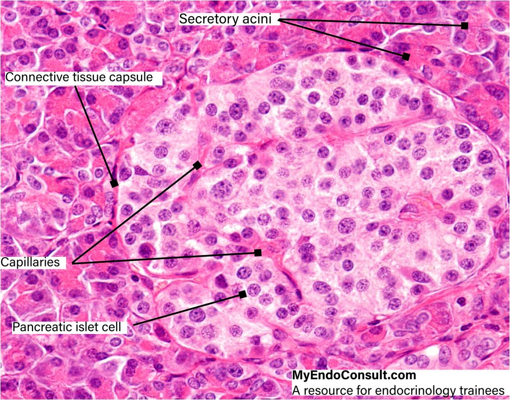 A high-resolution photomicrograph of a pancreas islet (Islet of Langerhans). Stain: Hematoxylin and Eosin