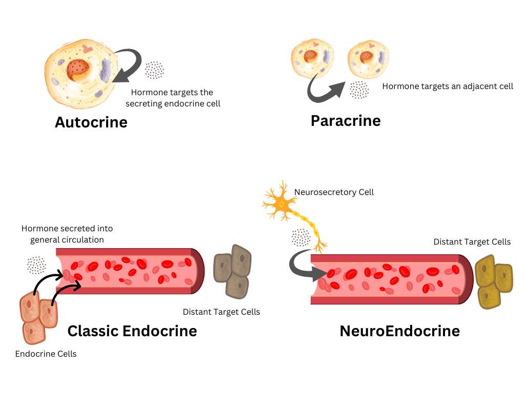 A simplified representation of the flow of information from the endocrine cell to its target cell.