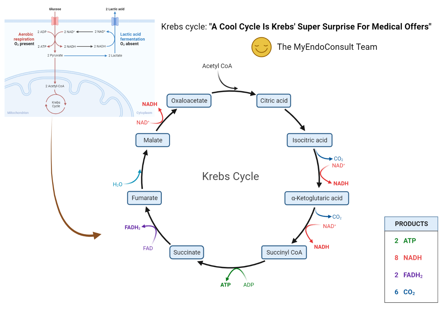 Krebs Cycle Mnemonic My Endo Consult