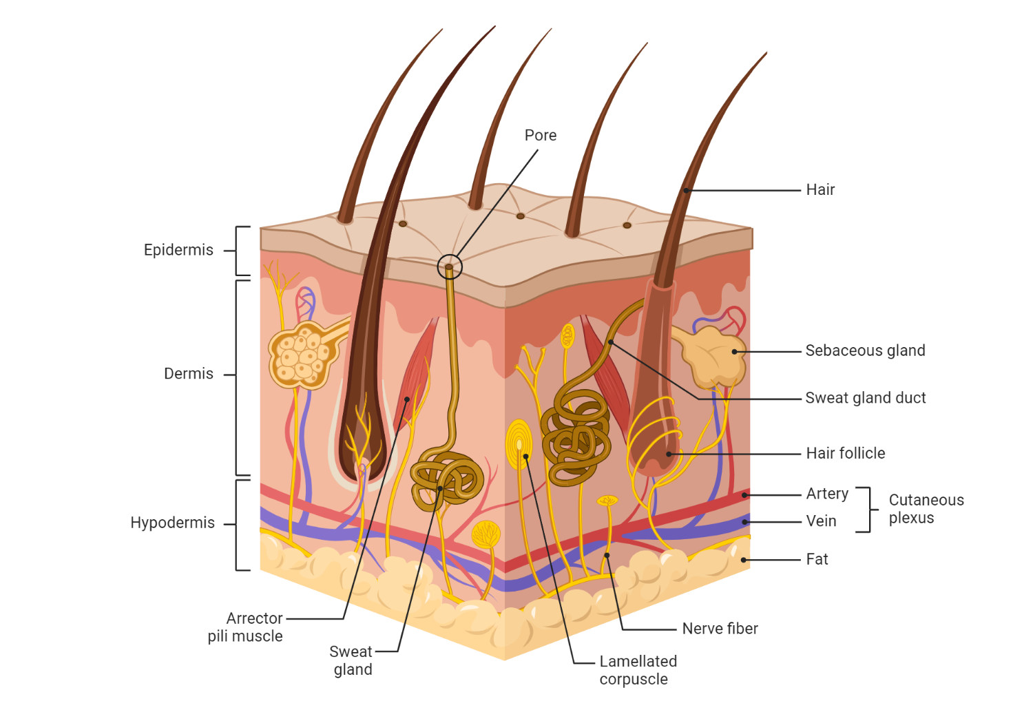 skin layers stratum