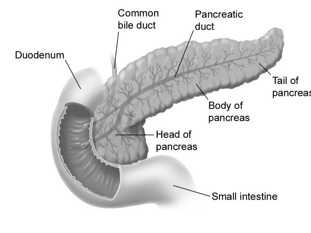 Anatomy of the Pancreas. Don Blis (artist), Public domain, via Wikimedia Commons
