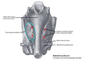 Anatomy of the parathyroid gland