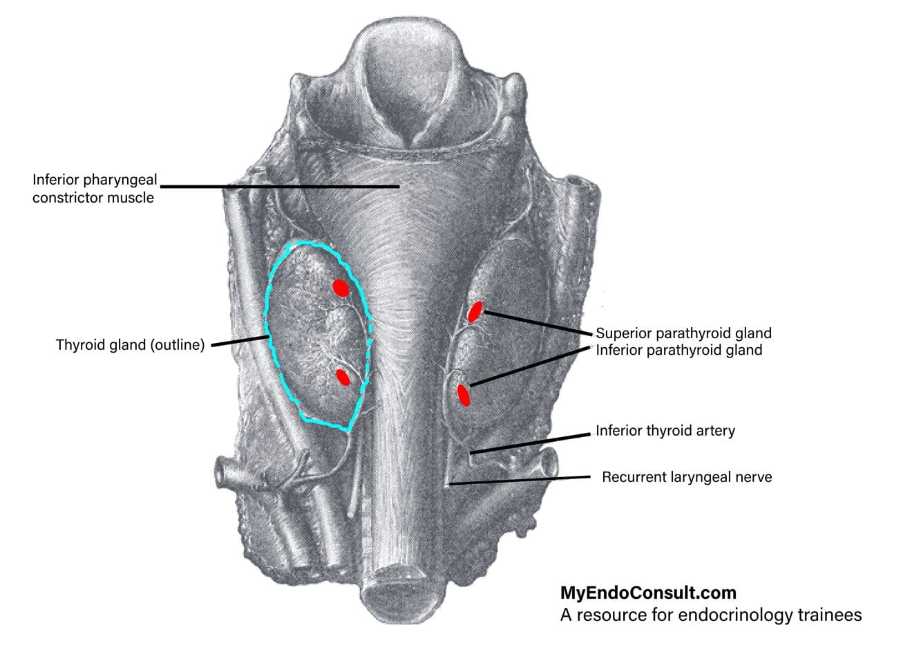 anatomic location of the parathyroid glands