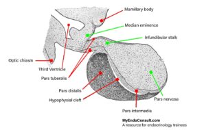 Anatomy of the Pituitary