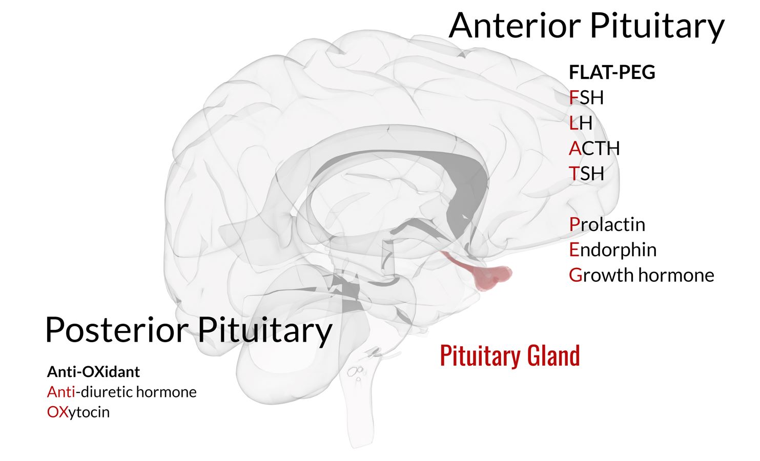Anterior and Posterior Pituitary hormones mnemonic
