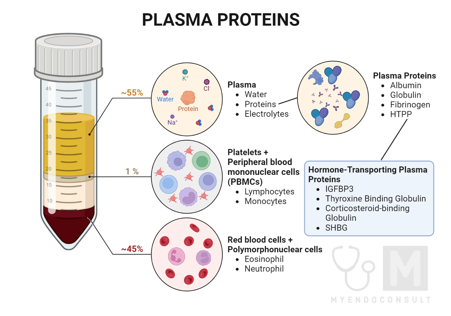Plasma Proteins: Definition, Structure, Functions