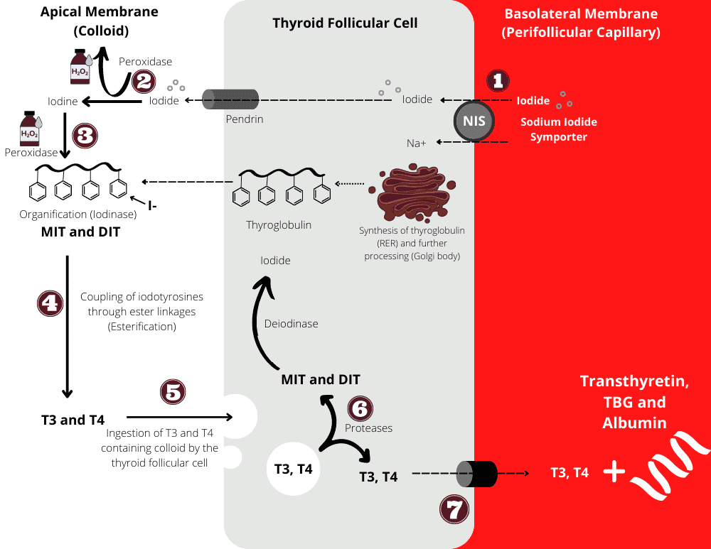 Steps of Thyroid Hormone Synthesis