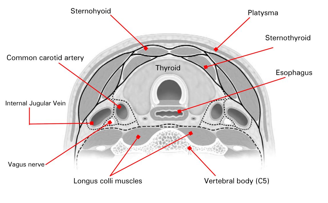 Thyroid Anatomy Ultrasound
